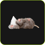 Dead Opossum Bundle